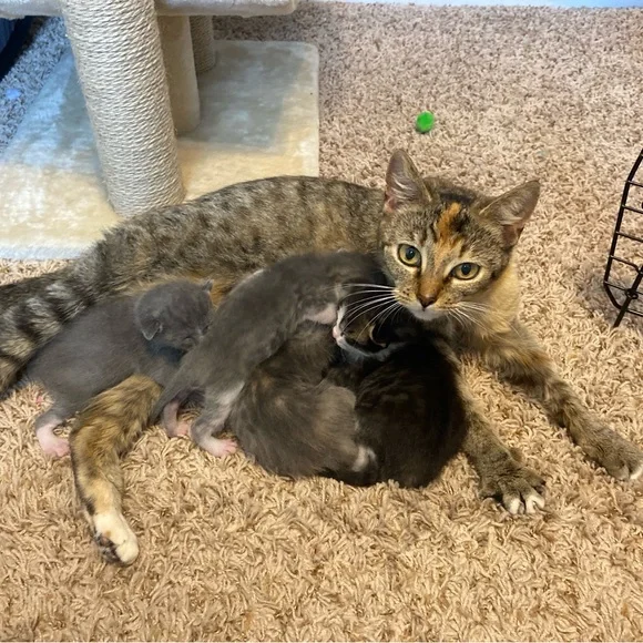 For h$m - Picture 1 of 1